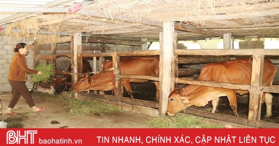 Người dân miền núi Vũ Quang lo giữ ấm cho đàn vật nuôi