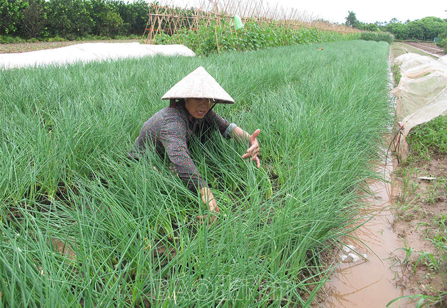 Thủ tướng chỉ đạo đẩy mạnh khôi phục sản xuất nông nghiệp sau bão số 3