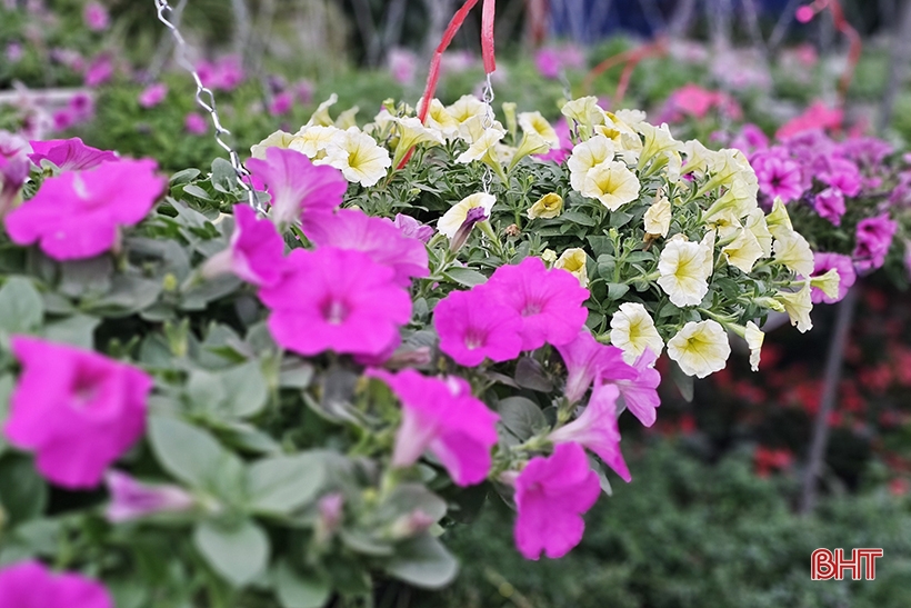 ハティン省で旧正月の花と観賞植物の市場を開設