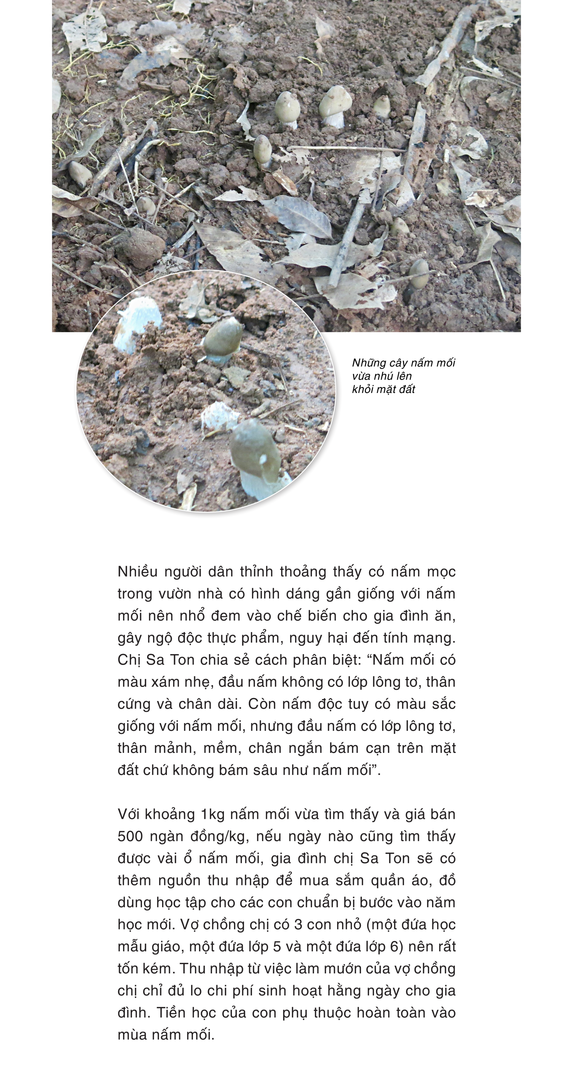 Mùa săn nấm mối