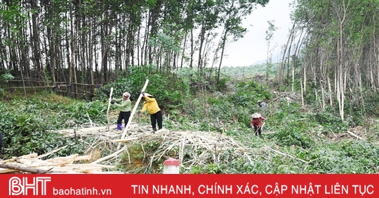 Hà Tĩnh tập trung phát triển và nâng cao hiệu quả sử dụng rừng trồng