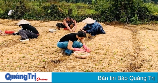 Farmers in An Don ward are busy with Tet flower crop