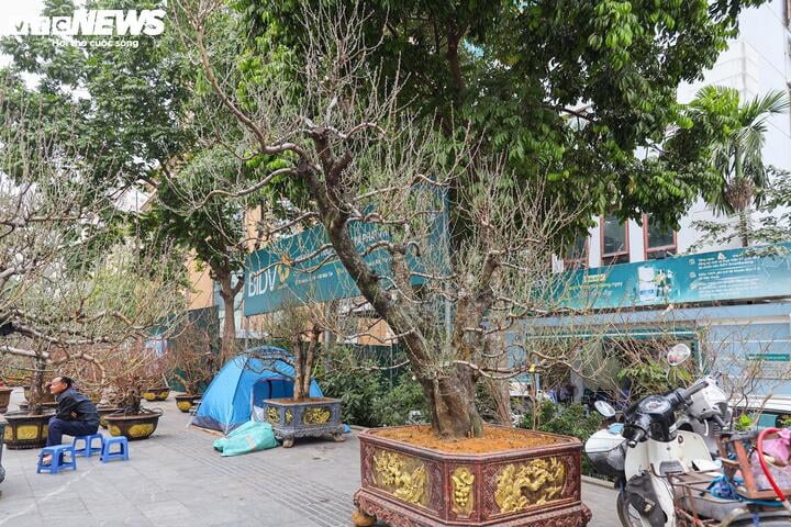 Les anciens pêchers forestiers de Son La rivalisent pour montrer leurs formes à Hanoi, au prix de centaines de millions de VND/arbre - 11