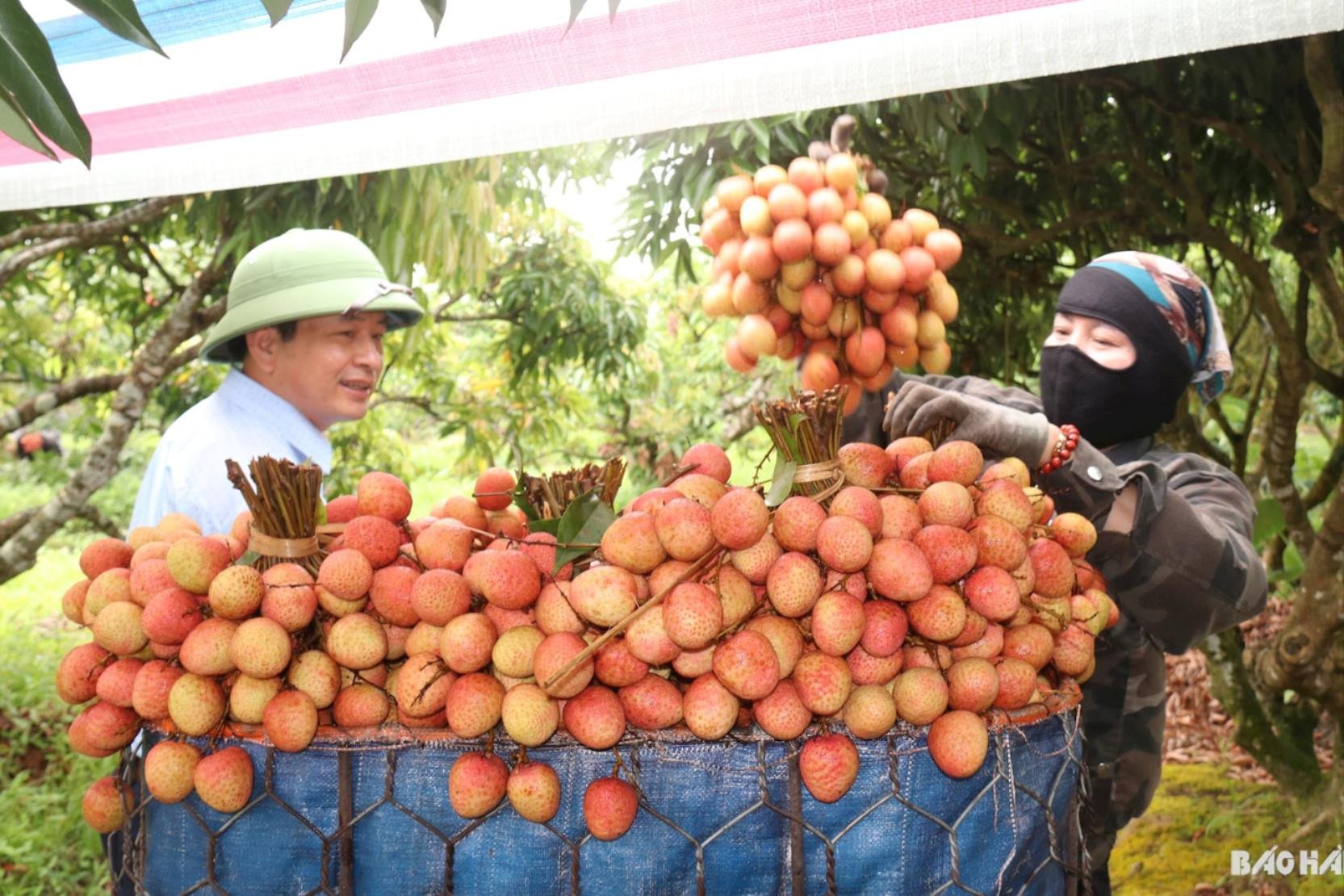 Experience from bountiful lychee gardens in Thanh Ha