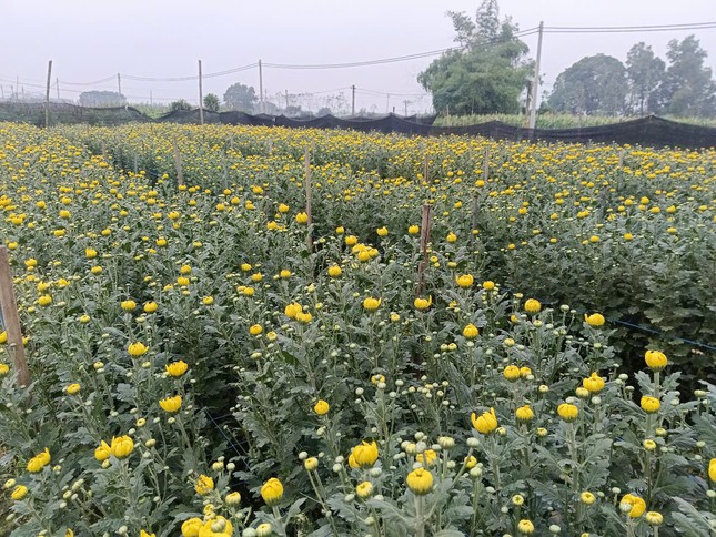 Le village fleuri le long de la rivière Lo est animé pour le Têt 2025 photo 4