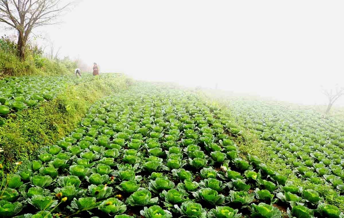 Campos verdes de hortalizas de invierno de la gente de la comuna de Thanh Tin.