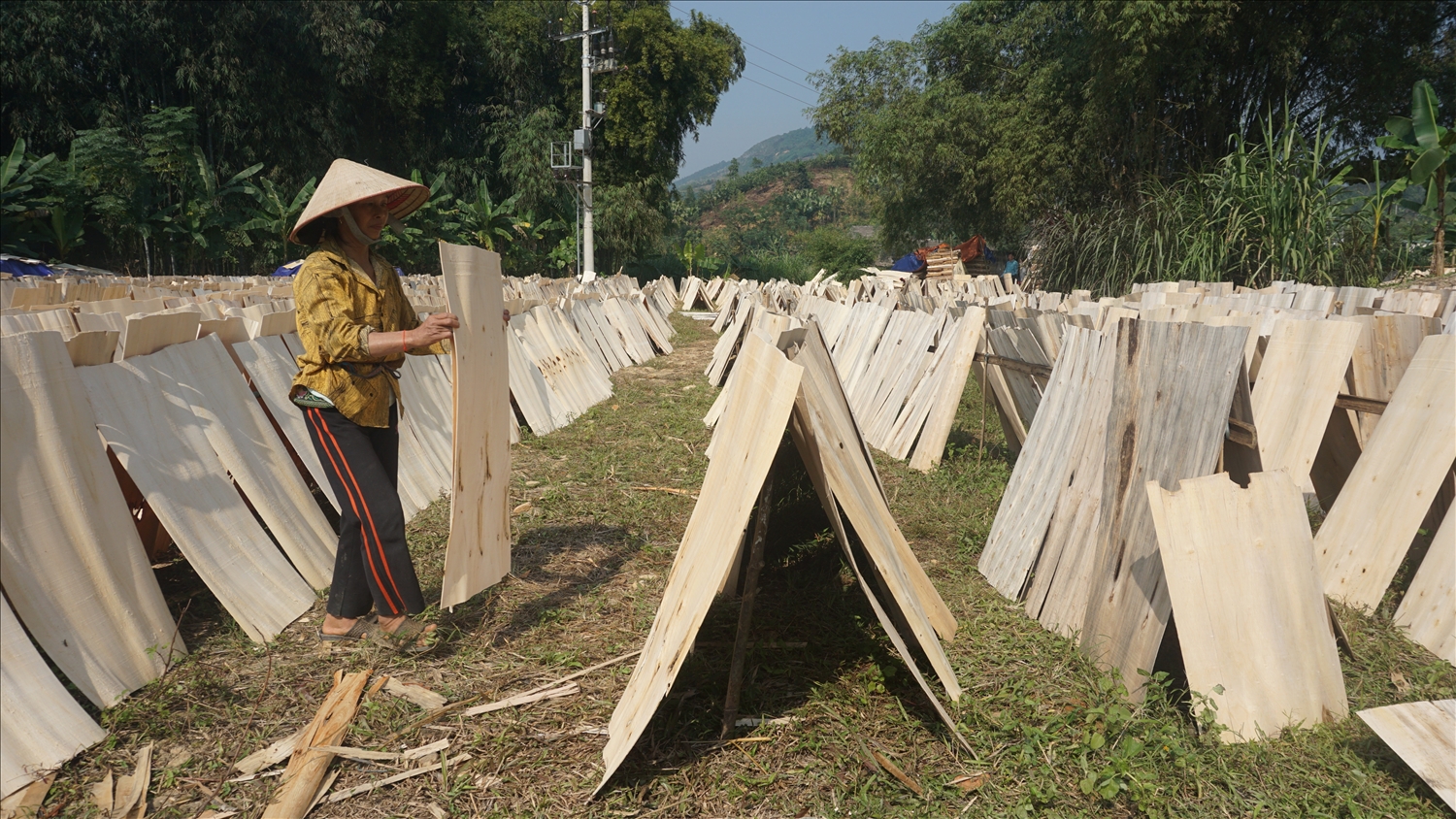 Người dân vùng cao cải thiện thu nhập từ rừng