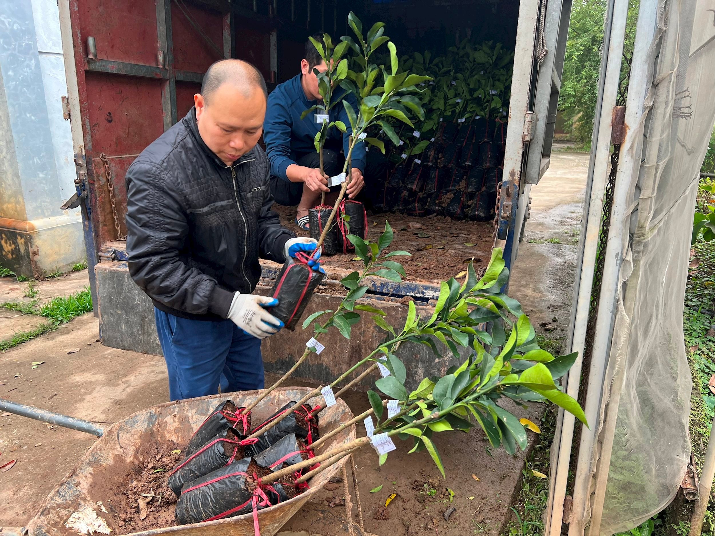 La demande de plants augmente à Hai Duong