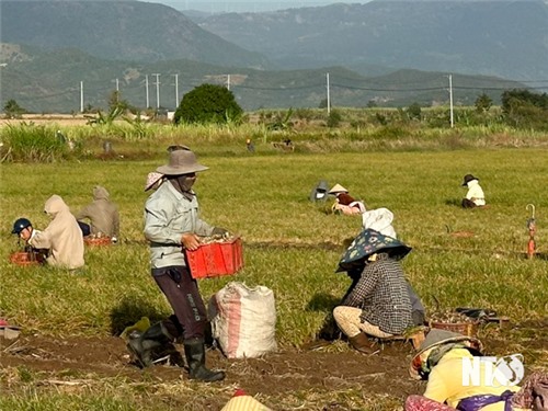 Temporada de cosecha de cebollas muy activa en Luong Son