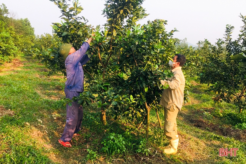 Can Loc farmers take care of oranges and grapefruits during flowering period