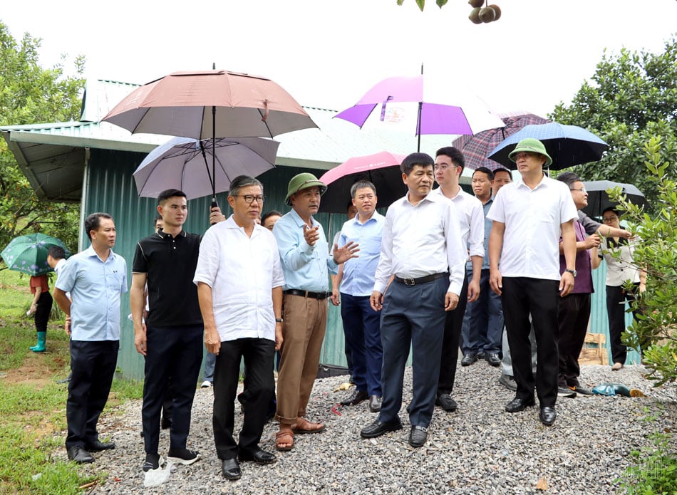 Une délégation de la province de Luong-Nam-Tha a visité le modèle de plantation d'arbres de macadamia dans la ville. Dien Bien Phu