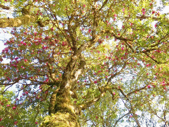 Flowers at the bottom will bloom first and bloom in order to reach the top.