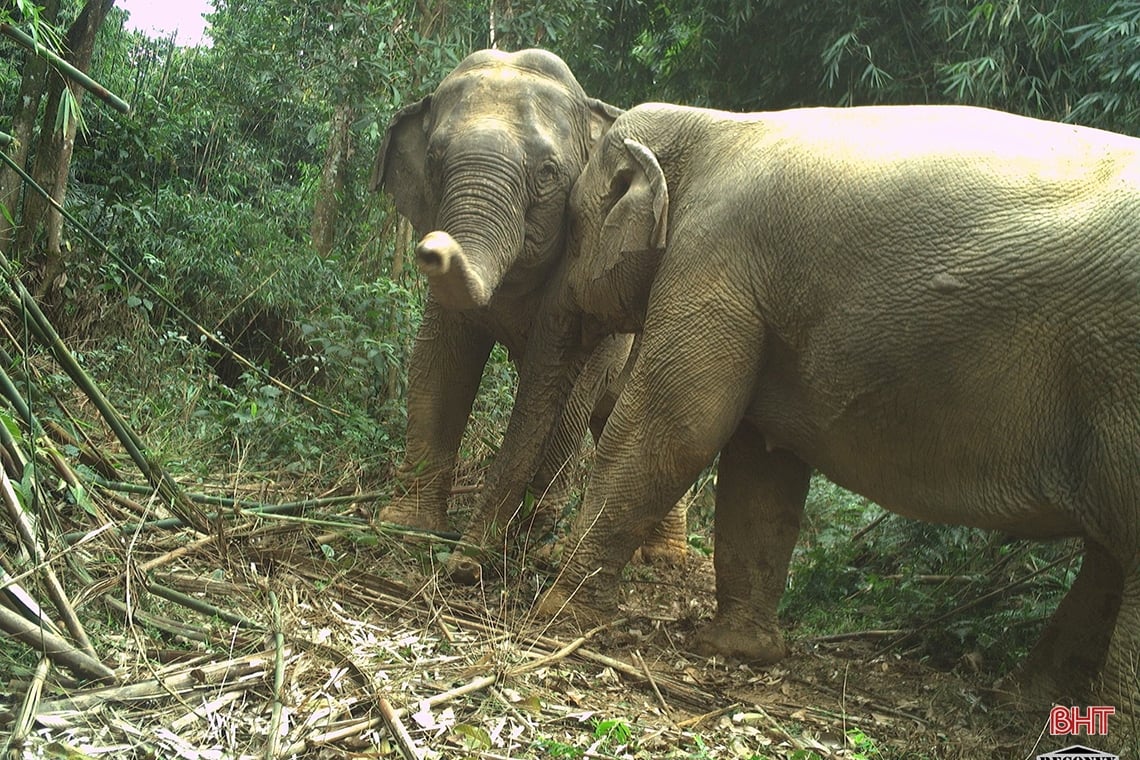 Discover the hidden beauty of Vu Quang National Park