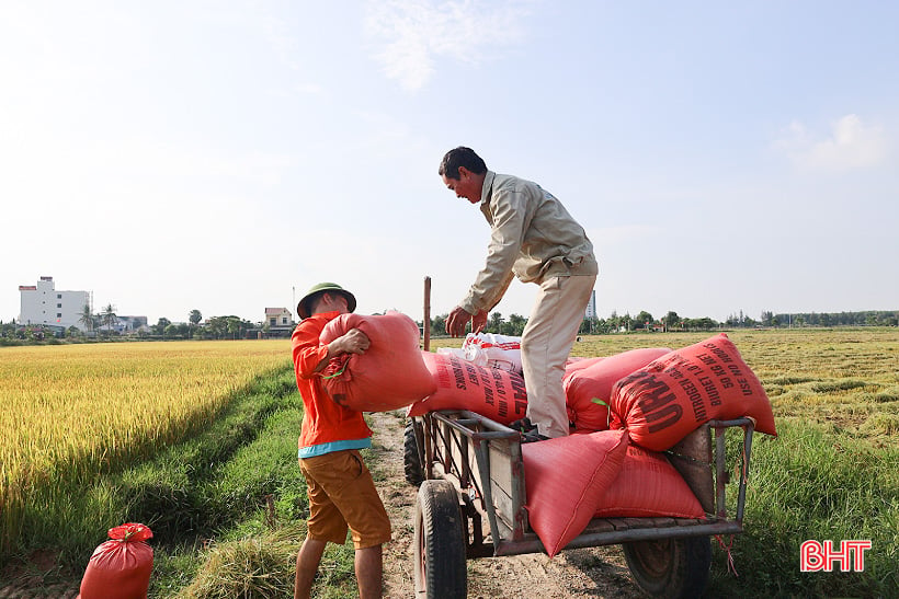 Summer-autumn rice prices increase, easy to sell, Ha Tinh farmers are happy