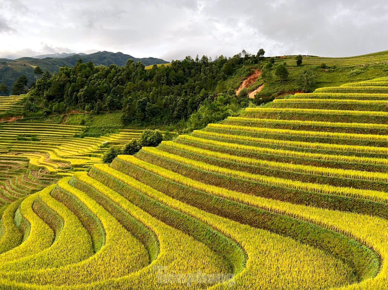 Brillante Mu Cang Chai en la temporada de arroz maduro. Foto 10