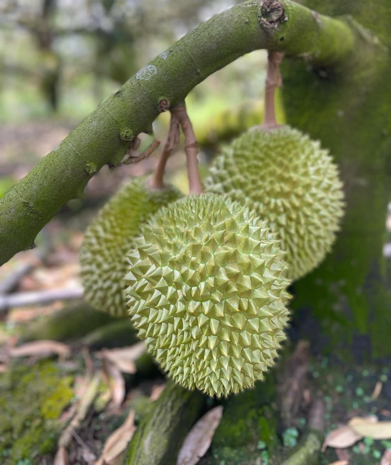 sau rieng mu sang king.jpg