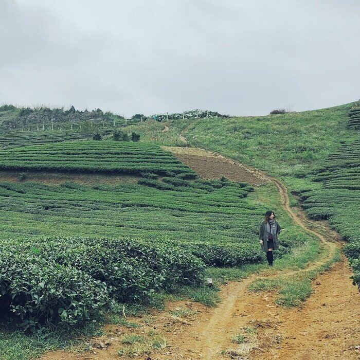 Green tea hills in Tan Lap, Moc Chau. Photo: @kit_179