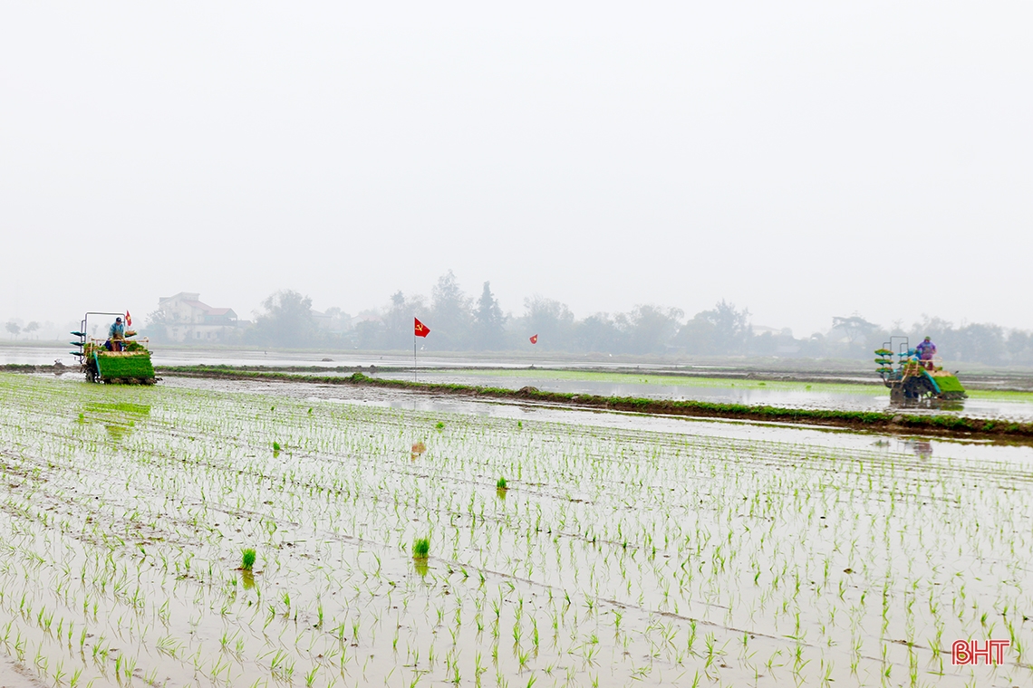 ការ​ដាំ​ស្រូវ​សរីរាង្គ​ដោយ​ម៉ាស៊ីន​លើ​ផ្ទៃ​ដី ៥​ហិកតារ នៅ​ក្រុង Cam Xuyen