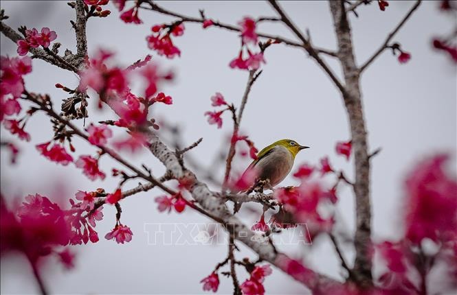 تعليق الصورة