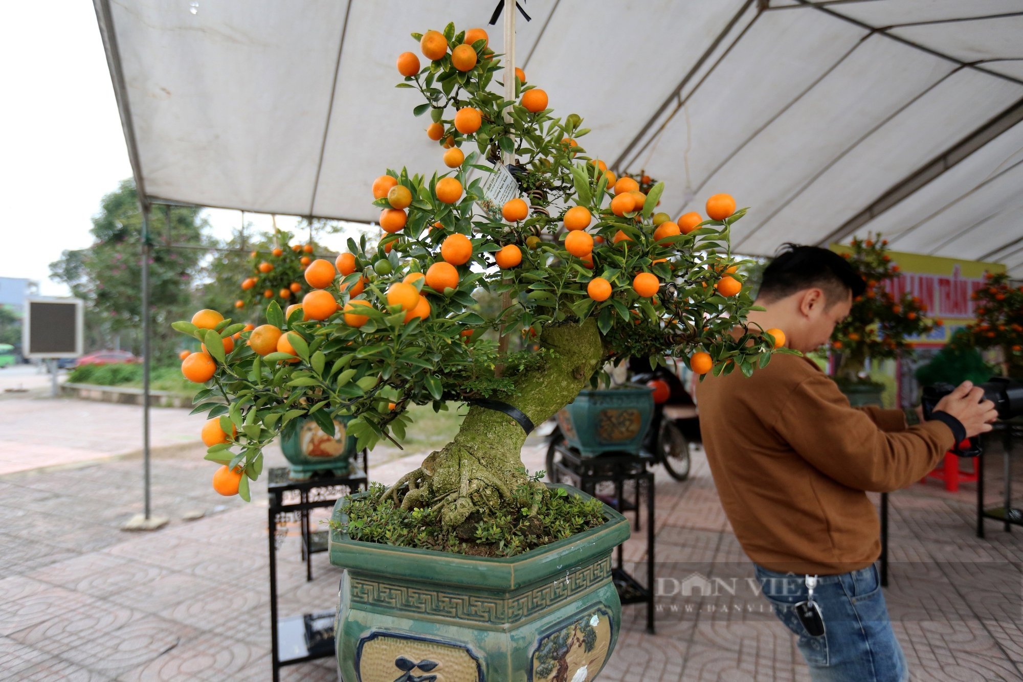 Độc lạ ở Hà Tĩnh, quất chín vàng mọc trên cây bonsai dáng cổ thụ với giá bán hàng chục triệu đồng- Ảnh 2.