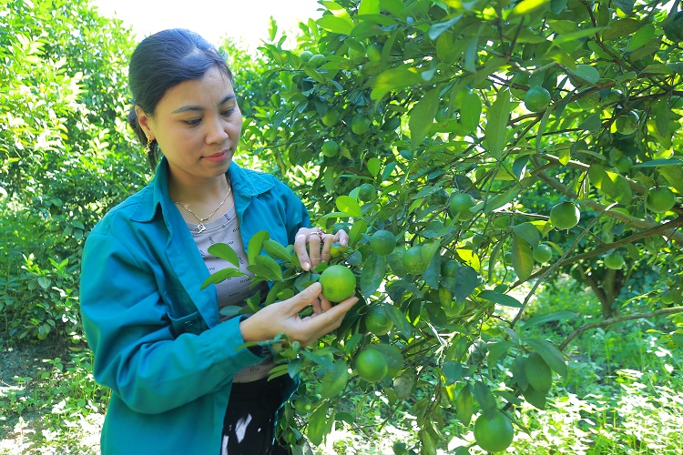 Effectiveness of growing four-season lemons on hilly land