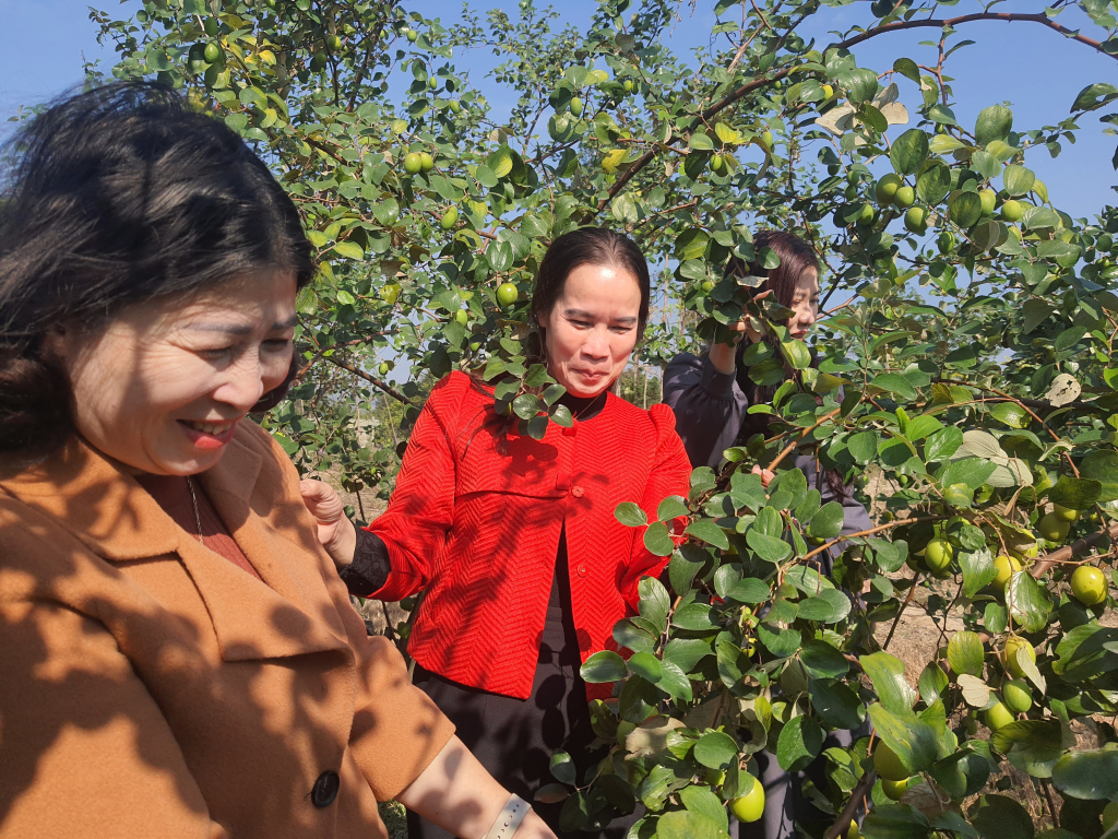 Cán bộ Hội Nông dân TP Uông Bí thăm mô hình canh tác cây táo ngọt của hội viên trên địa bàn.