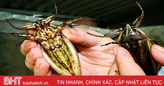 Close-up of water bugs raised in Ha Tinh