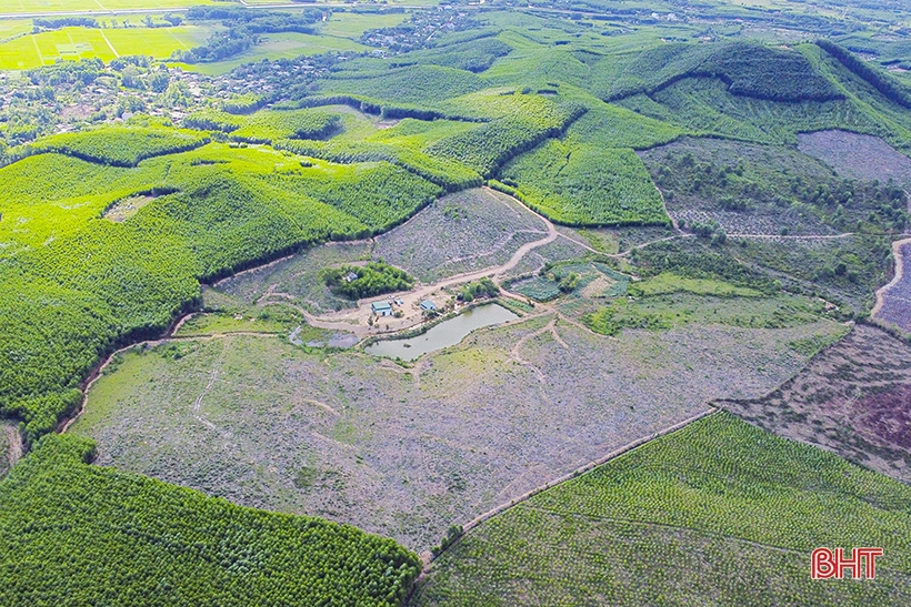 La plantación de árboles silvestres de simulación da resultados inesperados en las colinas de Ke Go