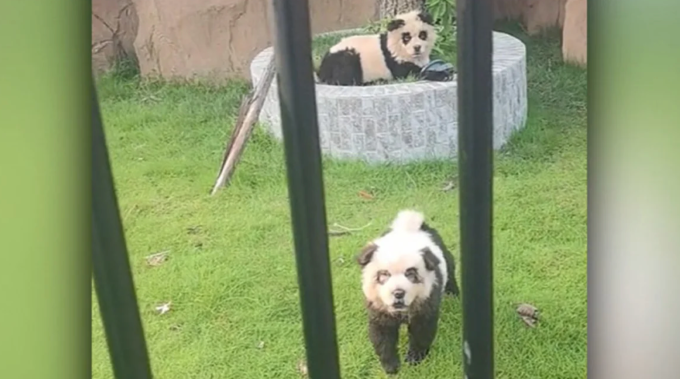 Zwei seltsam aussehende Pandas wurden am 18. September von Touristen im Shanwei Zoo in der chinesischen Provinz Guangdong fotografiert. Foto: Douyin
