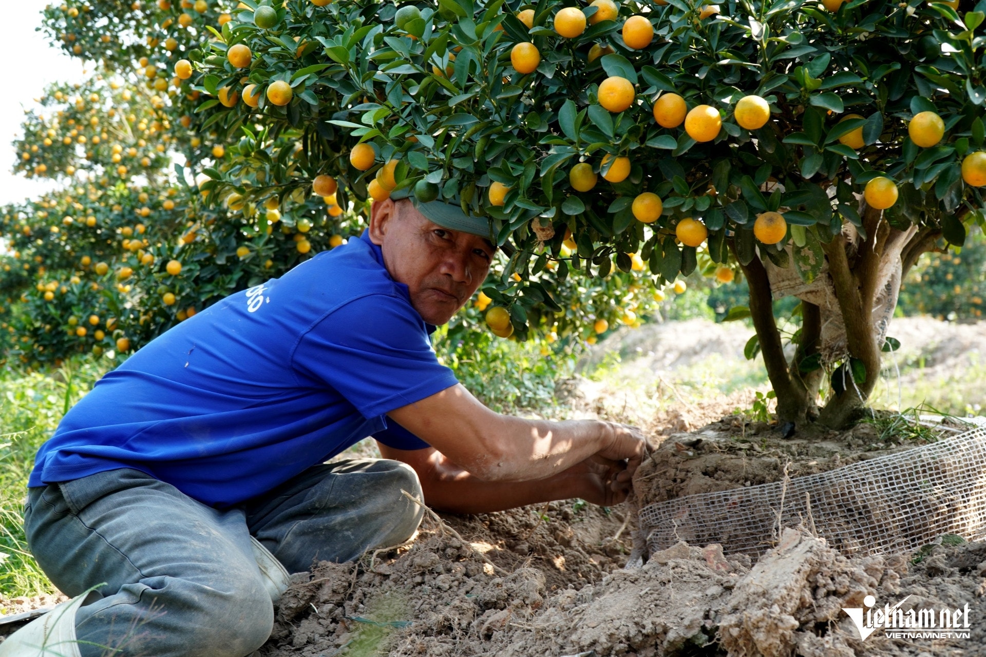 W-image 4Traders order kumquat early.JPG.jpg