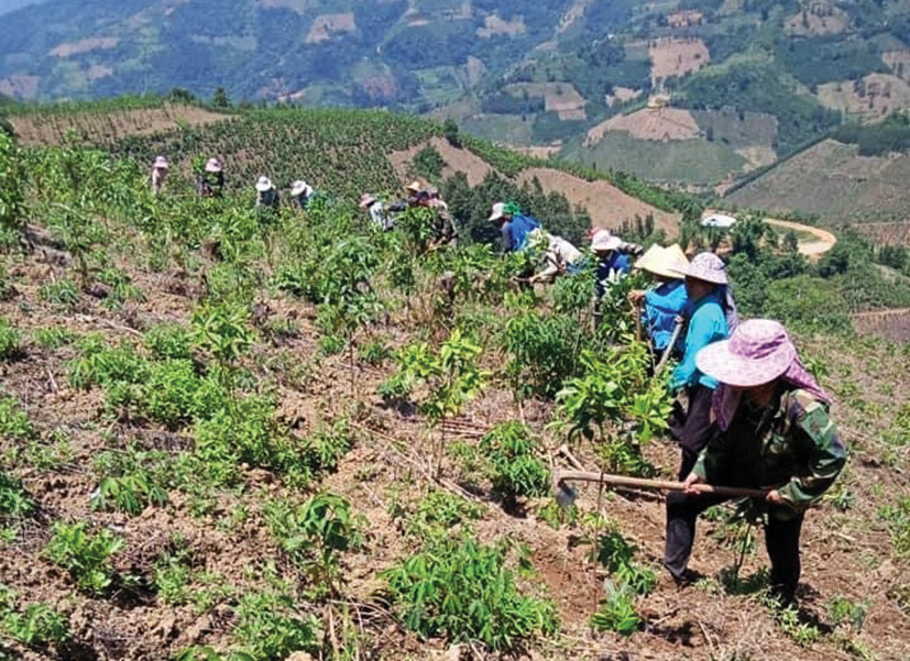 Las mujeres del distrito de Bao Lac se ayudan entre sí con su trabajo para desarrollar la economía y reducir la pobreza de forma sostenible.