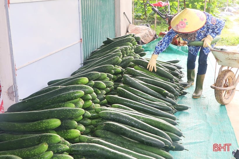 Độc lạ Vũ Quang: Trồng bí xanh hữu cơ trên đất đồi cho hiệu quả cao