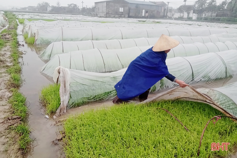 Rét đậm kéo dài, nông dân Hà Tĩnh tăng cường giữ sức cho lúa xuân