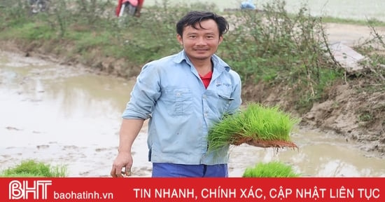 Les agriculteurs de Ha Tinh se lancent dans une « course » pour accélérer la plantation du riz de printemps