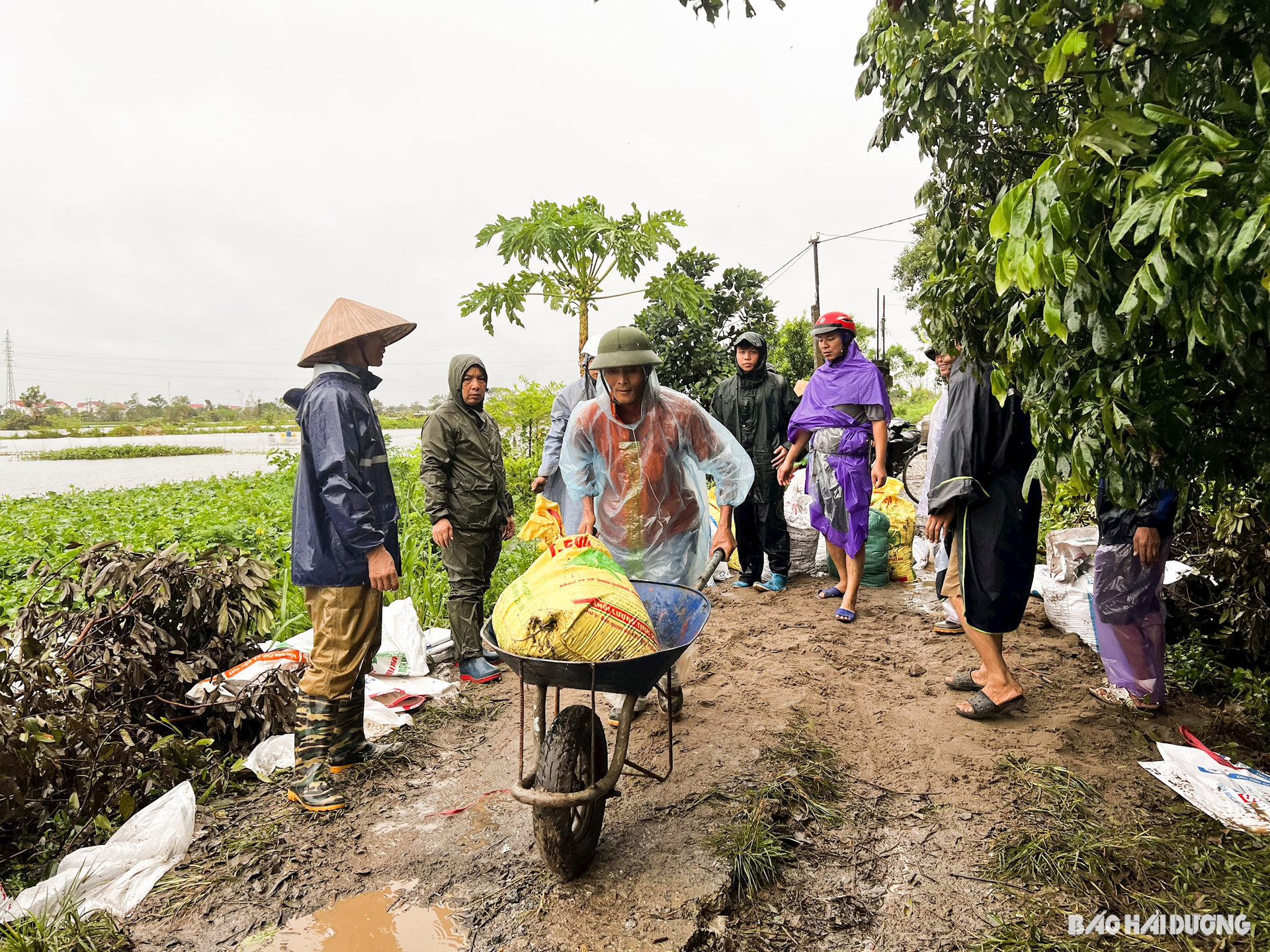 Viele Einwohner der Gemeinde Dong Quang beteiligten sich an der Bewältigung des Deichüberlaufs. Foto aufgenommen am 11. September um 16:50 Uhr.