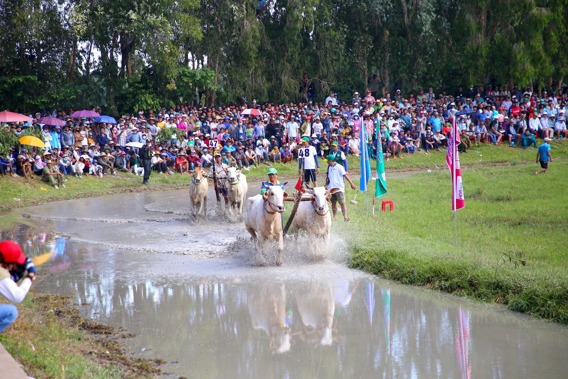 Gay cấn màn tranh tài đua bò Thất Sơn ở An Giang ảnh 7