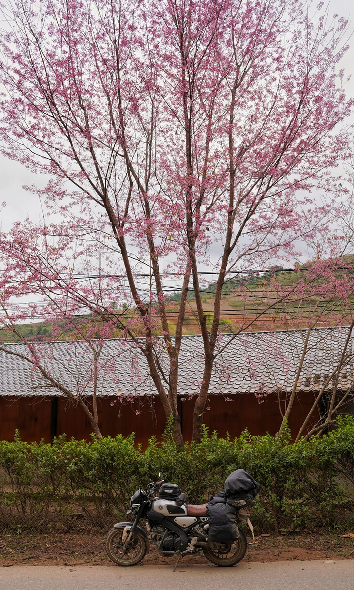 Les fleurs sauvages fleurissent à Mu Cang Chai