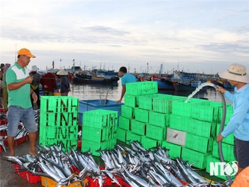 Pescadores en el distrito de Ninh Hai durante la temporada de pesca del sur