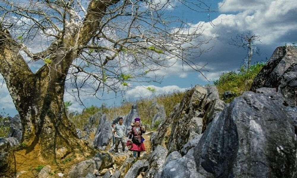 Tua Chua Stone Plateau is located at an altitude of 1,400 meters above sea level, endowed by Mother Nature with a very special terrain.