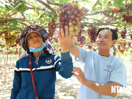 Đẩy mạnh nghiên cứu, tuyển chọn các giống cây trồng, vật nuôi có năng suất, chất lượng cao