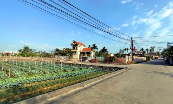 El deseo de los agricultores de Tien An de enriquecerse