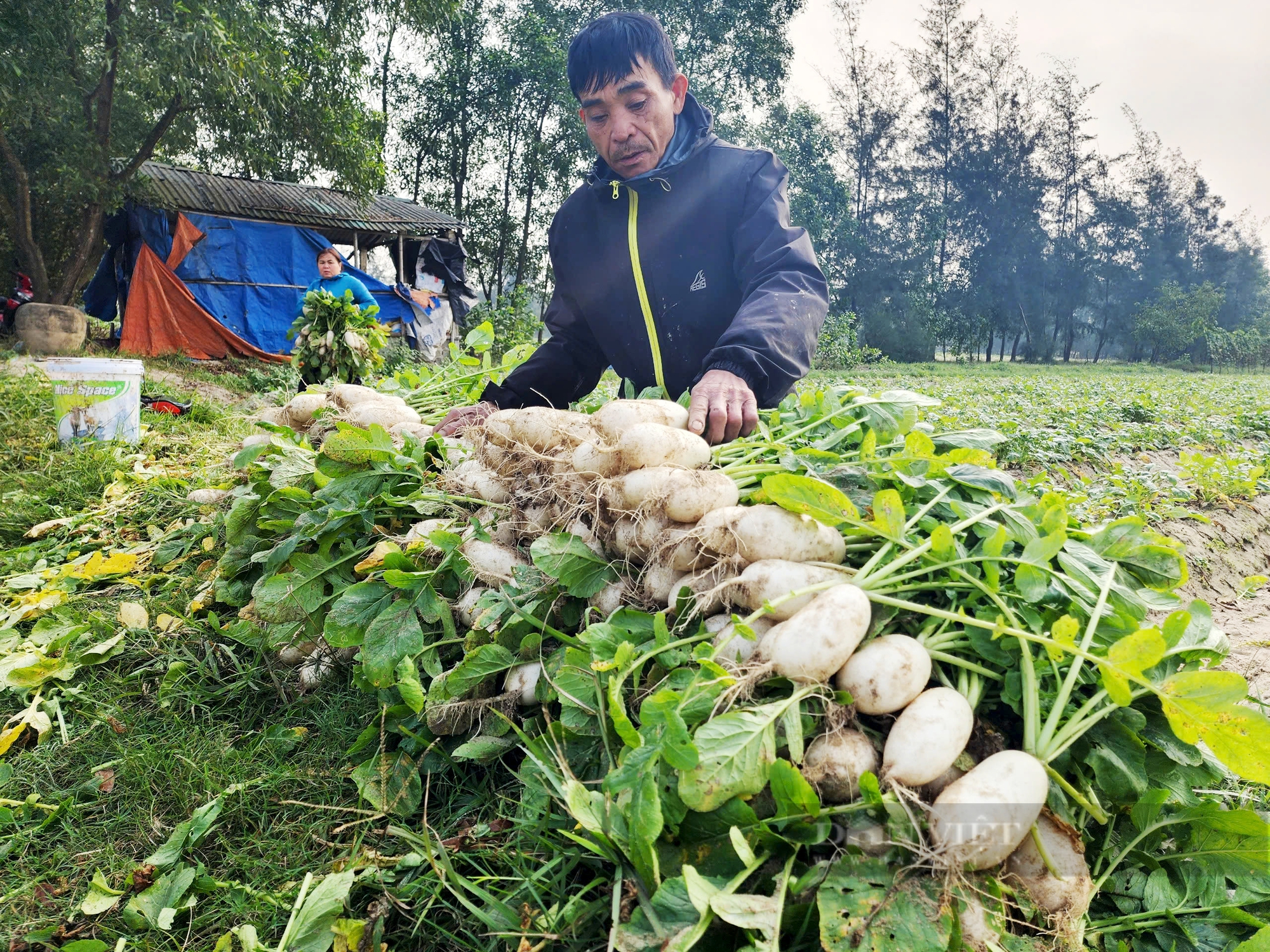 Hà Tĩnh: Trồng củ cải trên vùng đất hoang hóa ven biển giúp nông dân đạt thu nhập trên 100 triệu đồng/năm - Ảnh 1.