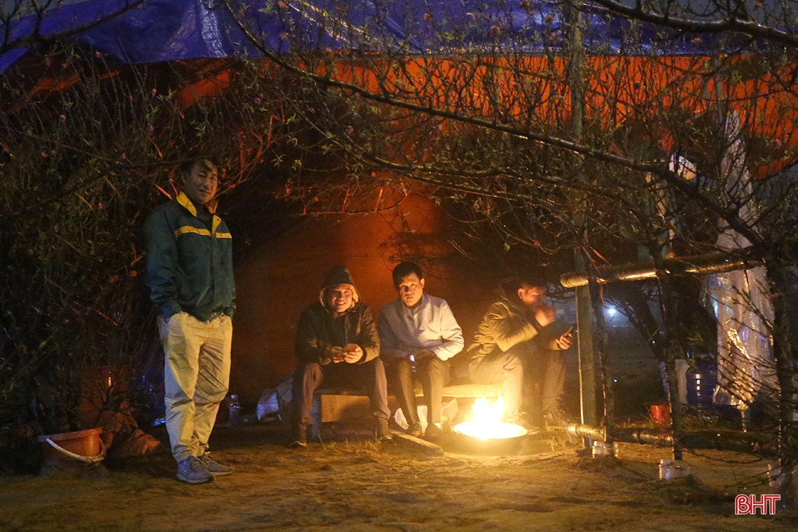 Kumquat et pêchers dans la nuit froide