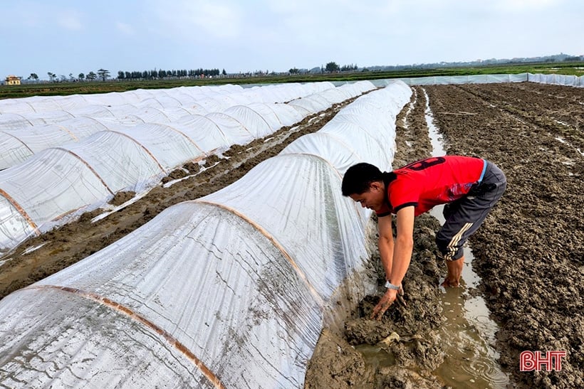 Nông dân Hà Tĩnh hối hả vào vụ gieo cấy lúa xuân