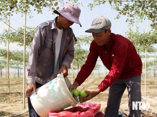 Nông dân xã Phước Hậu thu hoạch vụ táo Tết