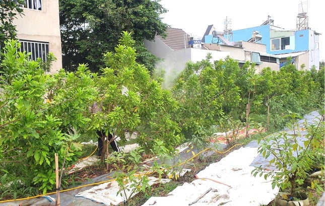 Close-up kebun buah 'unik' di Binh Duong foto 4