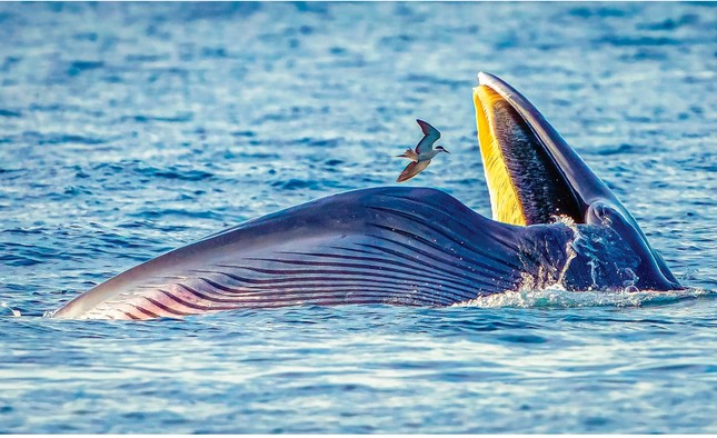 La belleza de la naturaleza a través de la exposición fotográfica de aves y animales salvajes vietnamitas 2024 foto 12