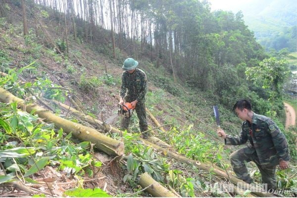 Tập trung khai thác rừng, sẵn sàng cho vụ mới