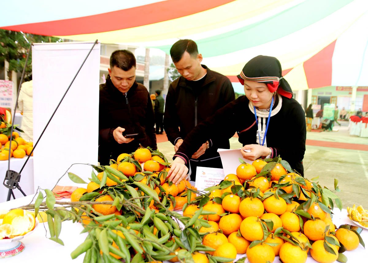 Ha Giang Oranges are labeled with traceability labels and are mainly consumed as fresh fruit.