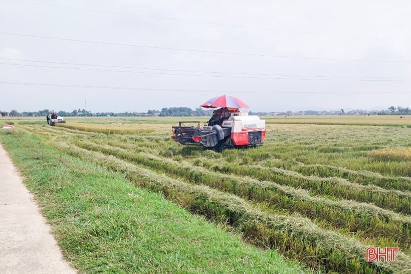 Vụ lúa hè thu ở Hà Tĩnh thắng lợi toàn diện